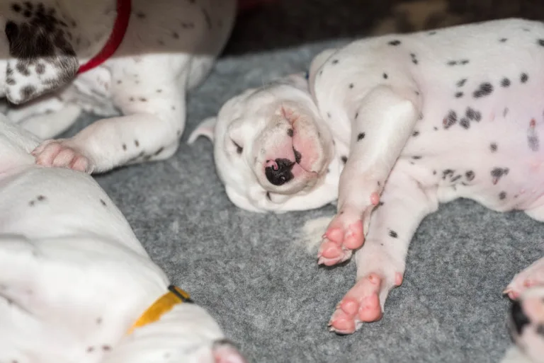 29. Lebenstag - B-Wurf (47)