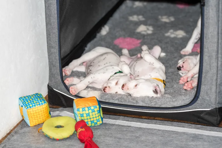 29. Lebenstag - B-Wurf (48)