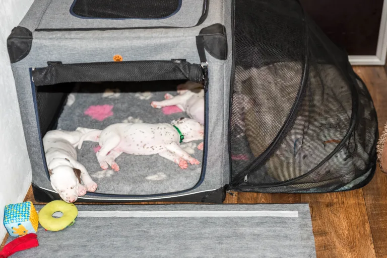 29. Lebenstag - B-Wurf (49)