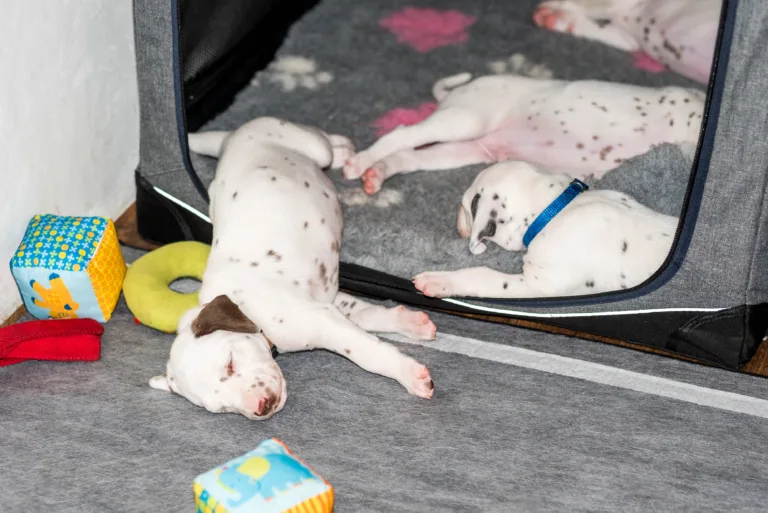 29. Lebenstag - B-Wurf (51)