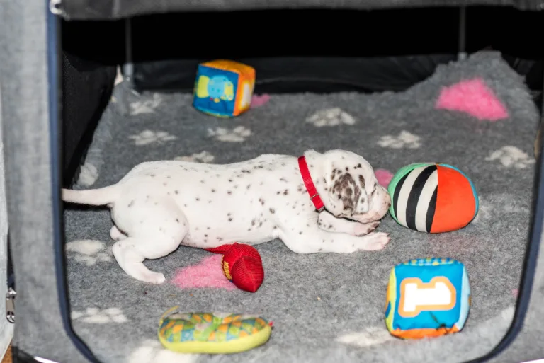 29. Lebenstag - B-Wurf (52)