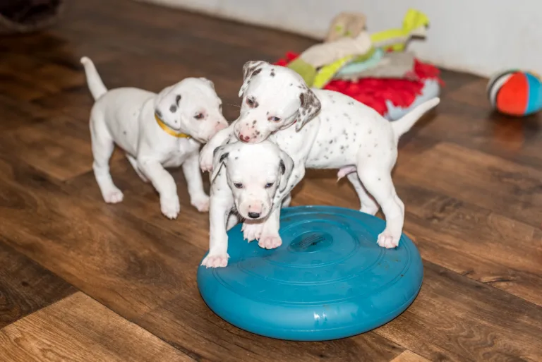 29. Lebenstag - B-Wurf (54)