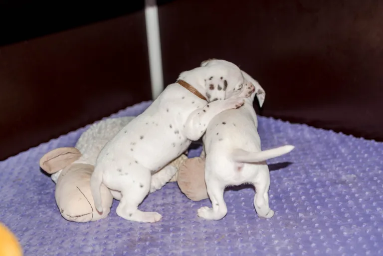 29. Lebenstag - B-Wurf (56)