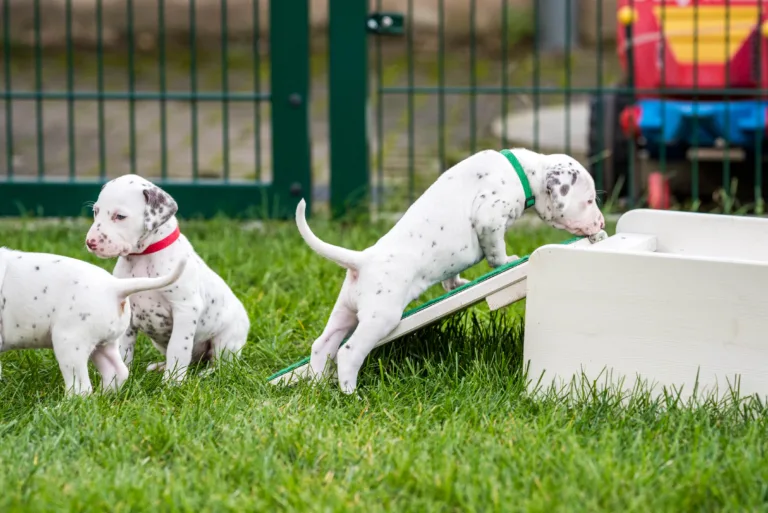 29. Lebenstag - B-Wurf (7)