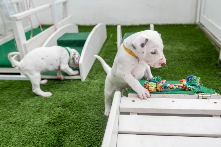 30. Lebenstag - B-Wurf (1)