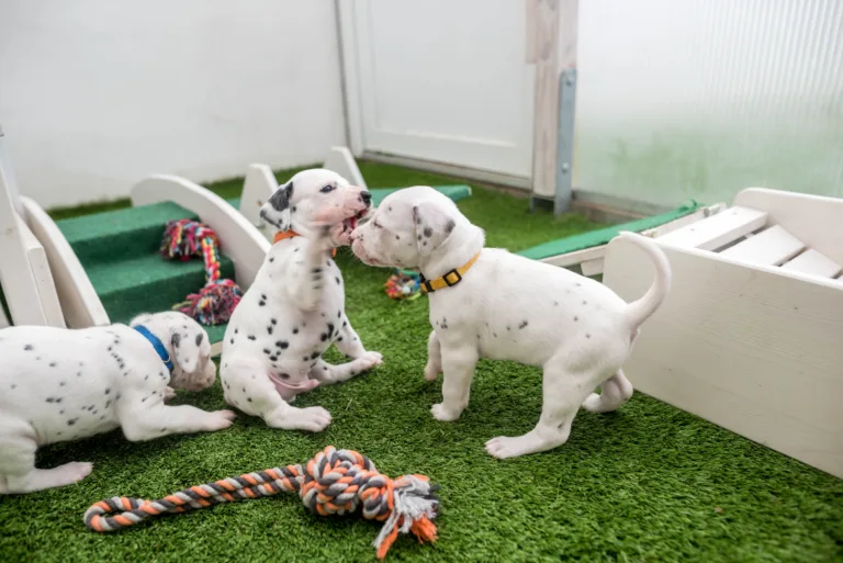 30. Lebenstag - B-Wurf (10)