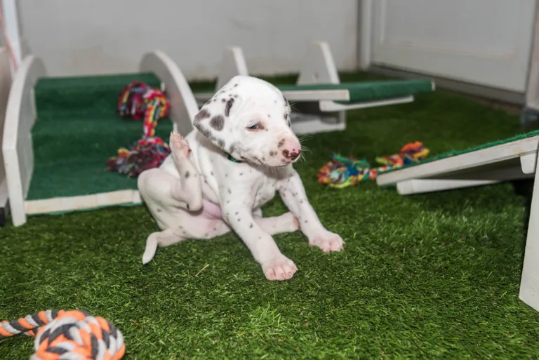 30. Lebenstag - B-Wurf (12)