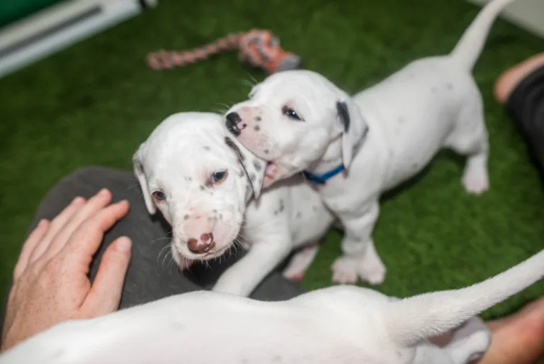 30. Lebenstag - B-Wurf (13)