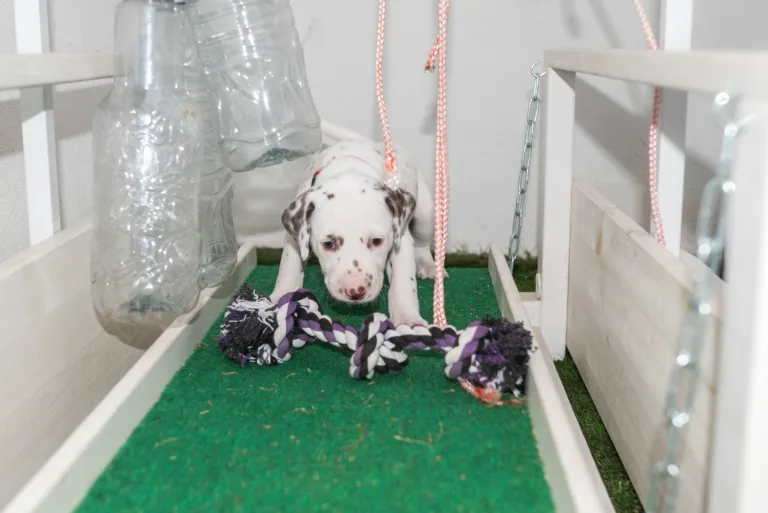 30. Lebenstag - B-Wurf (14)