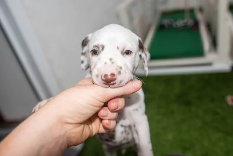 30. Lebenstag - B-Wurf (15)