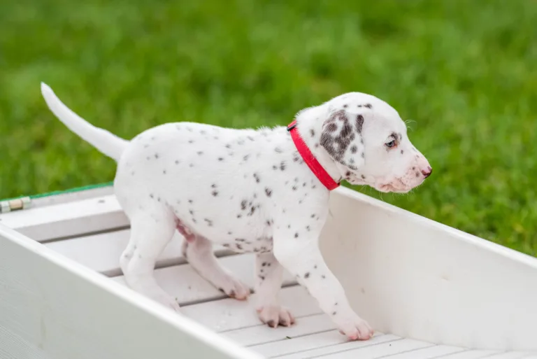 30. Lebenstag - B-Wurf (17)