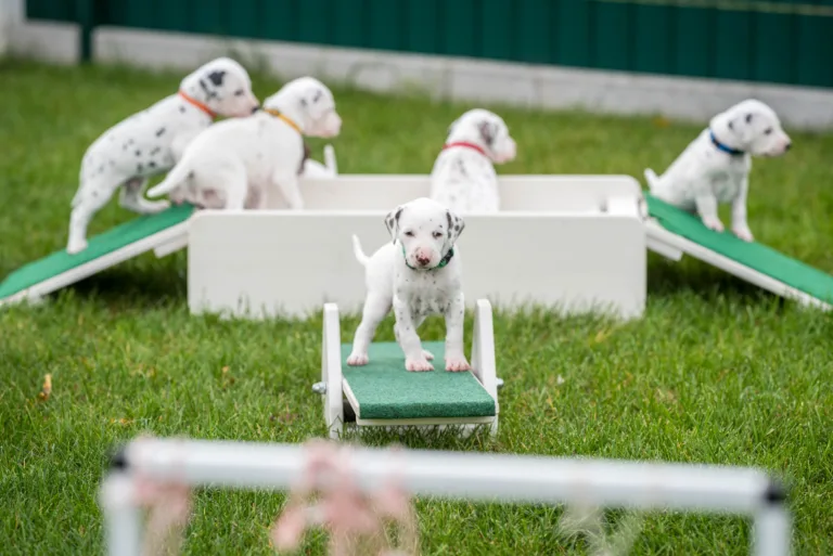 30. Lebenstag - B-Wurf (18)