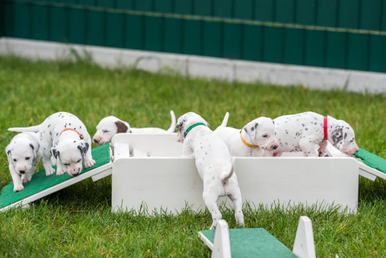 30. Lebenstag - B-Wurf (19)
