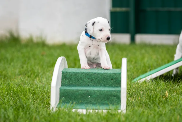 30. Lebenstag - B-Wurf (20)