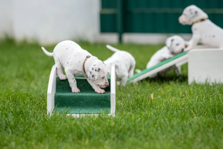 30. Lebenstag - B-Wurf (21)