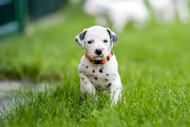 30. Lebenstag - B-Wurf (22)