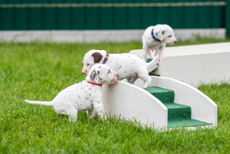 30. Lebenstag - B-Wurf (23)