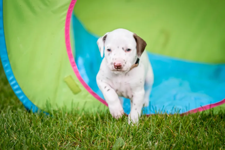 30. Lebenstag - B-Wurf (24)