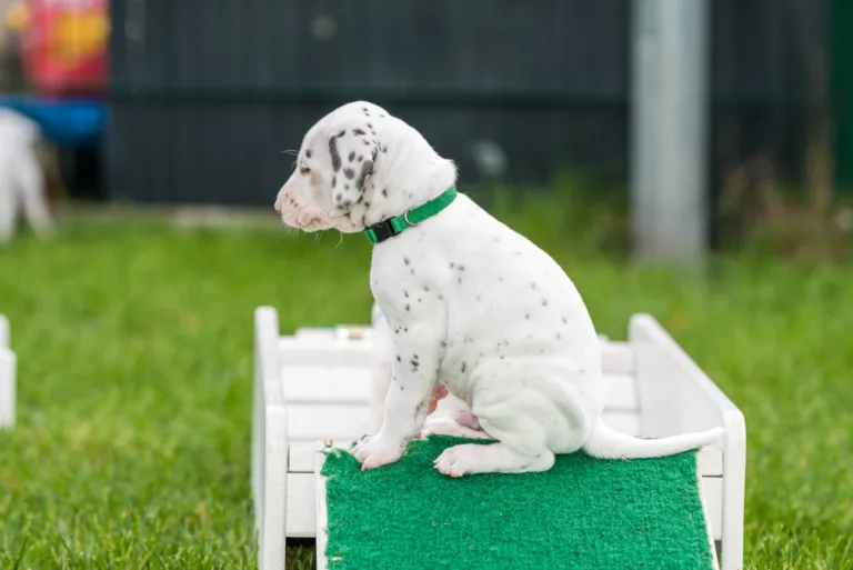 30. Lebenstag - B-Wurf (25)