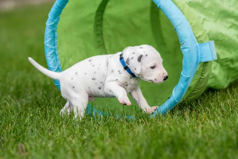 30. Lebenstag - B-Wurf (27)