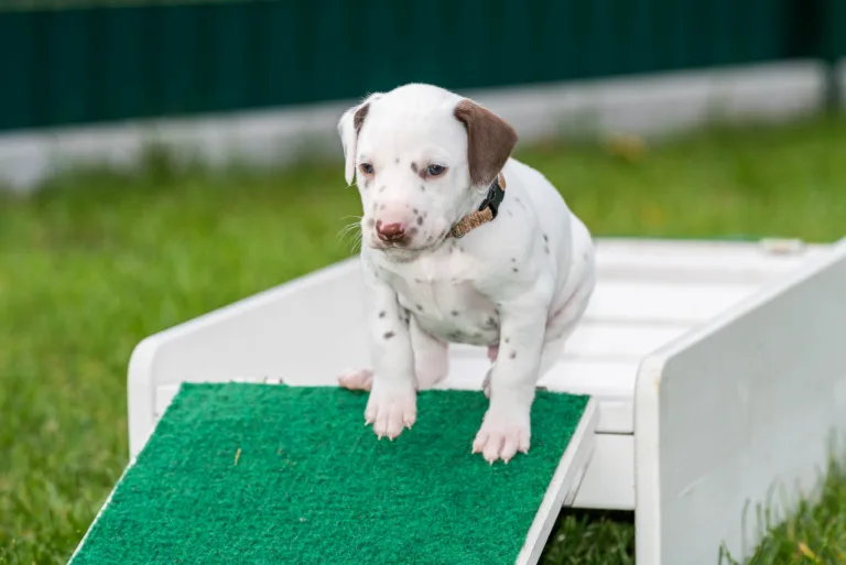 30. Lebenstag - B-Wurf (28)