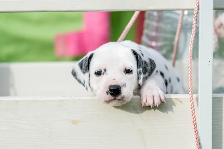 30. Lebenstag - B-Wurf (29)