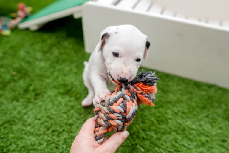 30. Lebenstag - B-Wurf (3)