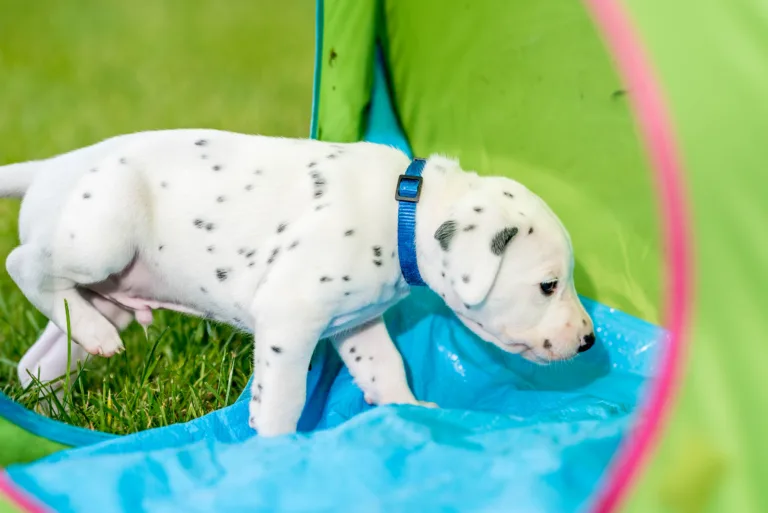 30. Lebenstag - B-Wurf (30)