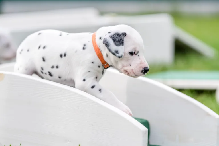 30. Lebenstag - B-Wurf (31)
