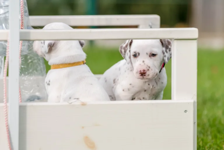 30. Lebenstag - B-Wurf (32)