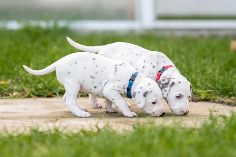 30. Lebenstag - B-Wurf (33)