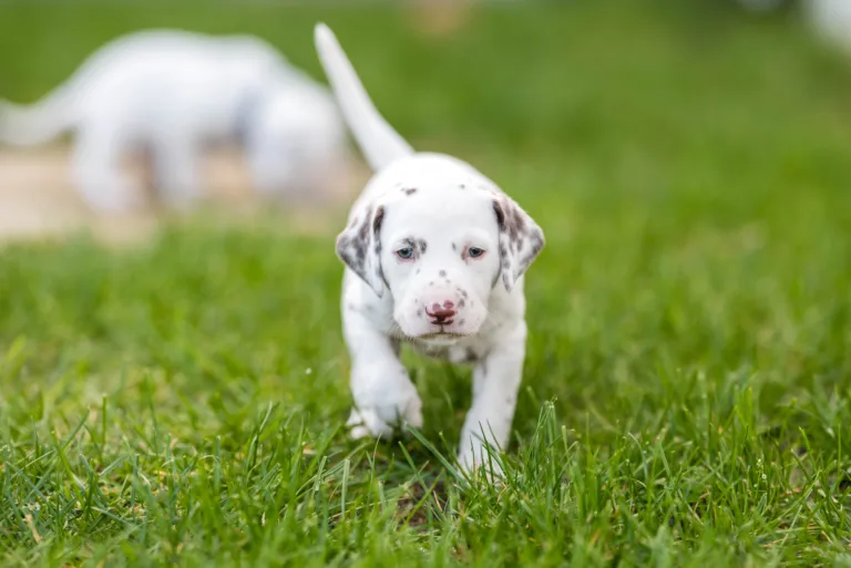 30. Lebenstag - B-Wurf (34)