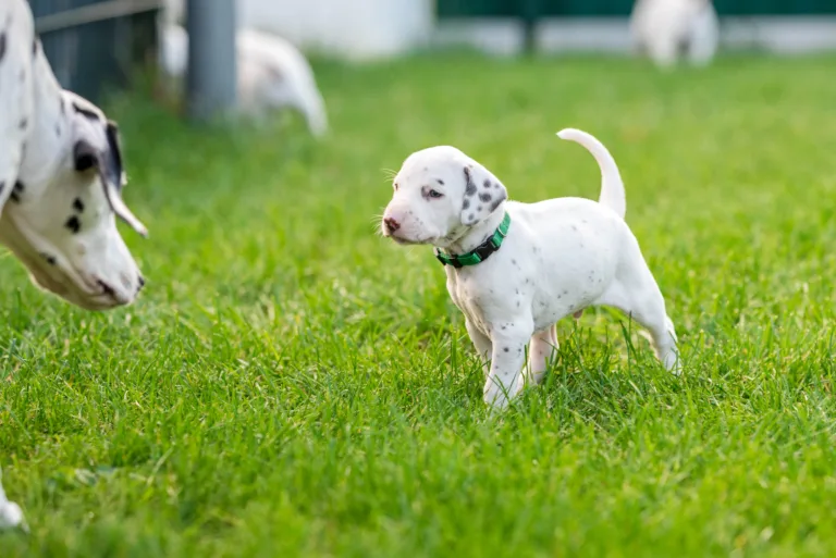 30. Lebenstag - B-Wurf (35)