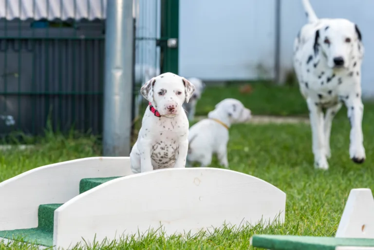 30. Lebenstag - B-Wurf (36)