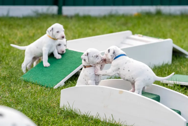 30. Lebenstag - B-Wurf (38)