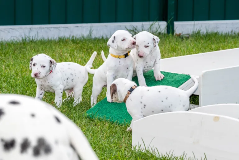 30. Lebenstag - B-Wurf (40)