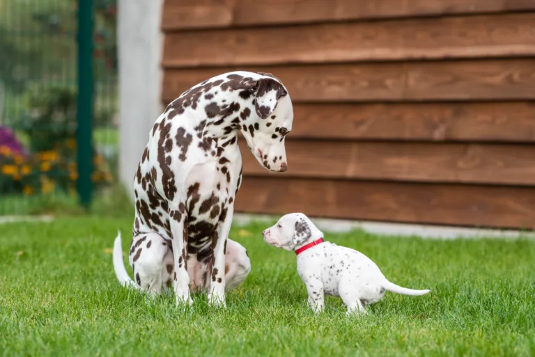 30. Lebenstag - B-Wurf (41)