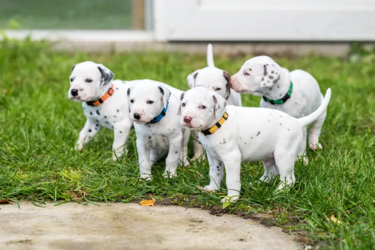 30. Lebenstag - B-Wurf (42)