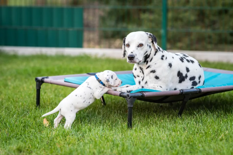 30. Lebenstag - B-Wurf (43)