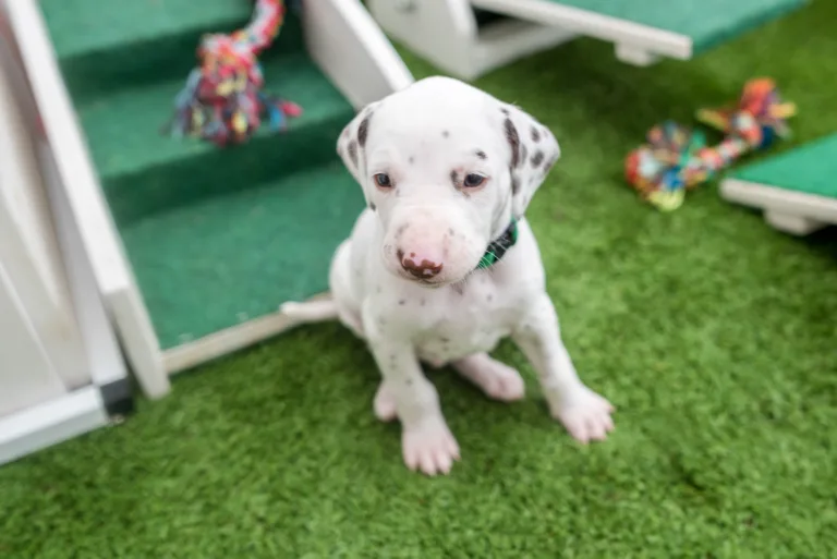 30. Lebenstag - B-Wurf (6)