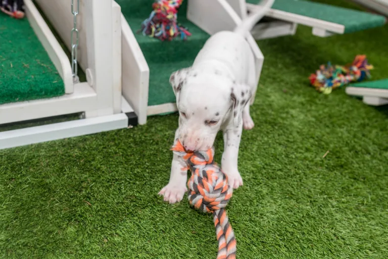 30. Lebenstag - B-Wurf (7)