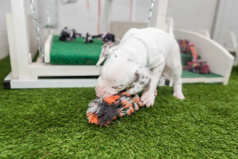 30. Lebenstag - B-Wurf (9)