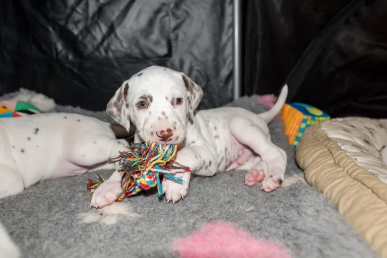 31. Lebenstag - B-Wurf (10)