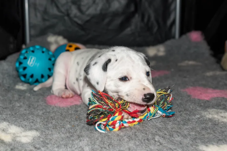 31. Lebenstag - B-Wurf (12)