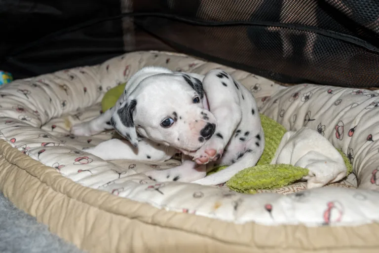 31. Lebenstag - B-Wurf (13)