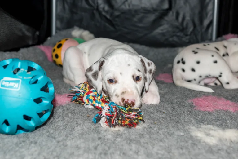 31. Lebenstag - B-Wurf (14)