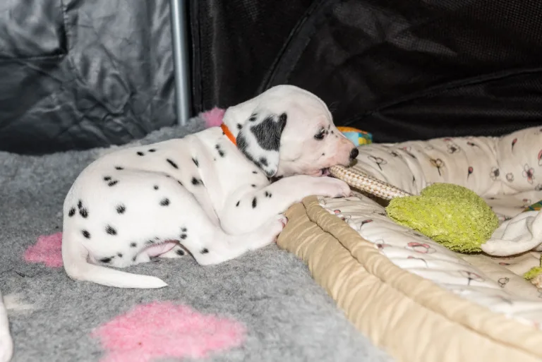 31. Lebenstag - B-Wurf (15)