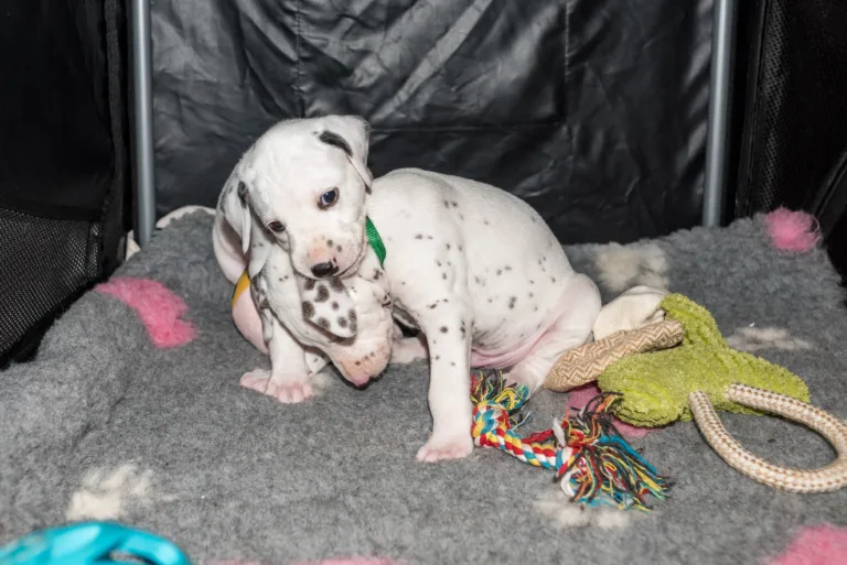 31. Lebenstag - B-Wurf (16)