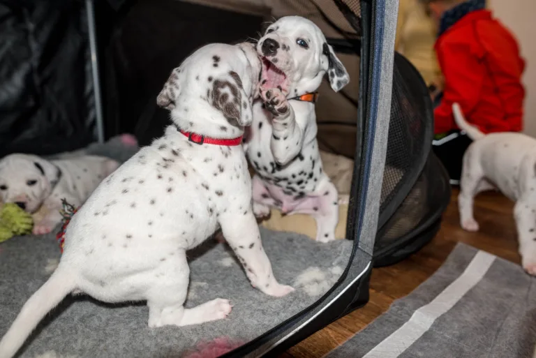 31. Lebenstag - B-Wurf (17)