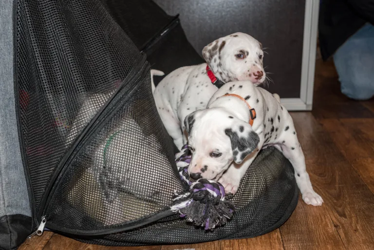 31. Lebenstag - B-Wurf (19)